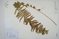 毛葉腎蕨藏品圖，第1張