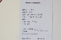 半邊羽裂鳳尾蕨藏品圖，第2張