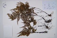 華南鐵角蕨藏品圖，第1張