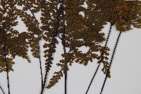 華南鐵角蕨藏品圖，第3張