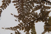 華南鐵角蕨藏品圖，第4張