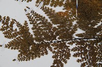 華南鐵角蕨藏品圖，第5張