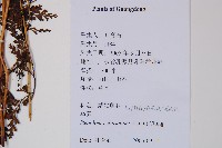 烏蕨藏品圖，第2張