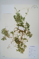 具邊卷柏藏品圖，第1張