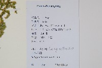 具邊卷柏藏品圖，第2張