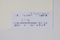 異子毛蕨藏品圖，第2張