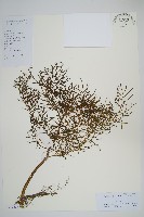 水蕨藏品圖，第1張