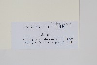 水蕨藏品圖，第2張