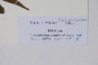 單葉新月蕨藏品圖，第2張