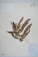 登錄號:P012608藏品圖，第1張