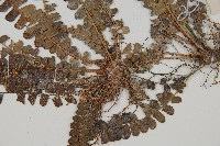 登錄號:P012608藏品圖，第3張