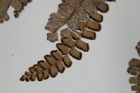 登錄號:P012608藏品圖，第5張