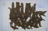 登錄號:P012609藏品圖，第1張