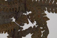 登錄號:P012609藏品圖，第3張