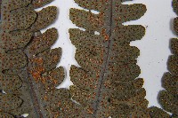 登錄號:P012609藏品圖，第4張