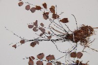 白堊鐵線蕨藏品圖，第2張