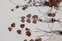 白堊鐵線蕨藏品圖，第3張