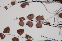 白堊鐵線蕨藏品圖，第4張