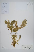 全緣卷柏藏品圖，第1張