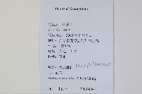 相異石韋藏品圖，第2張