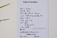 藤石松藏品圖，第2張