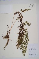 烏蕨藏品圖，第1張