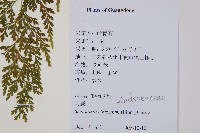 烏蕨藏品圖，第2張