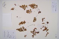 鐵線蕨藏品圖，第1張