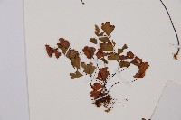 鐵線蕨藏品圖，第2張