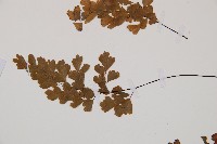 鐵線蕨藏品圖，第4張