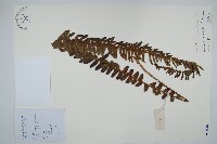 腎蕨藏品圖，第1張