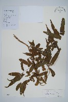 曲軸海金沙藏品圖，第1張