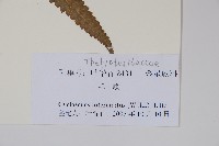 鐵毛蕨、毛蕨藏品圖，第2張