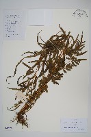 箭葉鳳尾蕨藏品圖，第1張