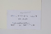 箭葉鳳尾蕨藏品圖，第2張