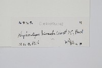 毛葉腎蕨藏品圖，第2張