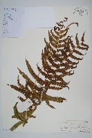 密毛毛蕨藏品圖，第1張