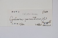 密毛毛蕨藏品圖，第2張