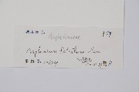 鐮葉鐵角蕨藏品圖，第2張