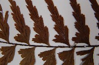 鐮葉鐵角蕨藏品圖，第4張