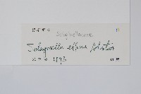 疏松卷柏藏品圖，第2張