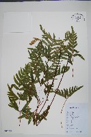 半邊羽裂鳳尾蕨藏品圖，第1張