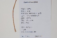 半邊羽裂鳳尾蕨藏品圖，第2張