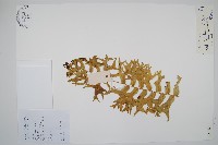 登錄號:P012626藏品圖，第1張