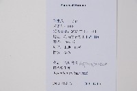 剪葉鐵角蕨藏品圖，第2張