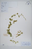 翠雲草、藍草藏品圖，第1張