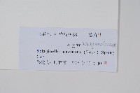 翠雲草、藍草藏品圖，第2張