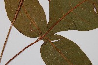 沙皮蕨藏品圖，第2張