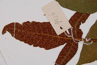 沙皮蕨藏品圖，第3張