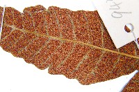 沙皮蕨藏品圖，第4張